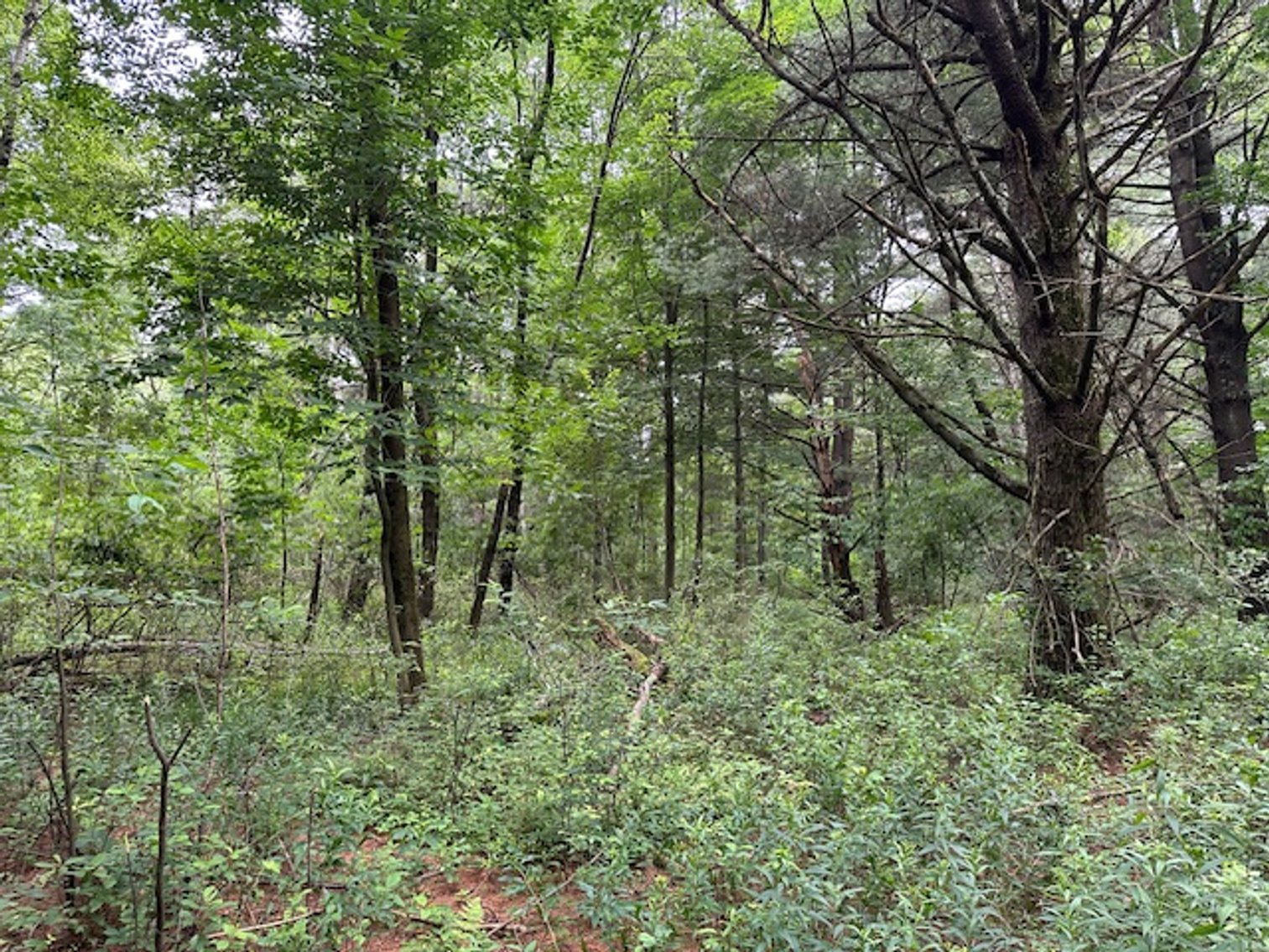 Image for St. John Evangelical Lutheran Church Land Auction