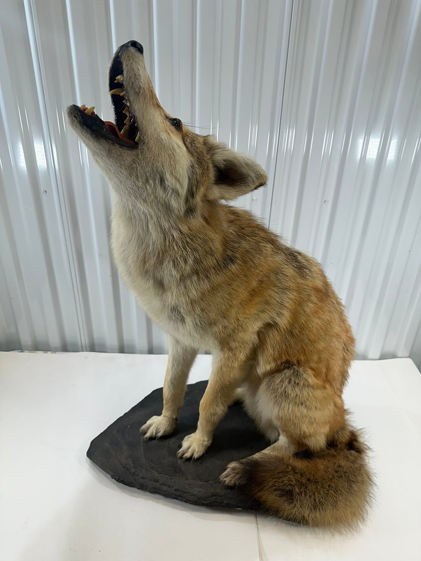 Image for ANTIQUES - BEER STEINS, TAXIDERMY- 750+ LOTS