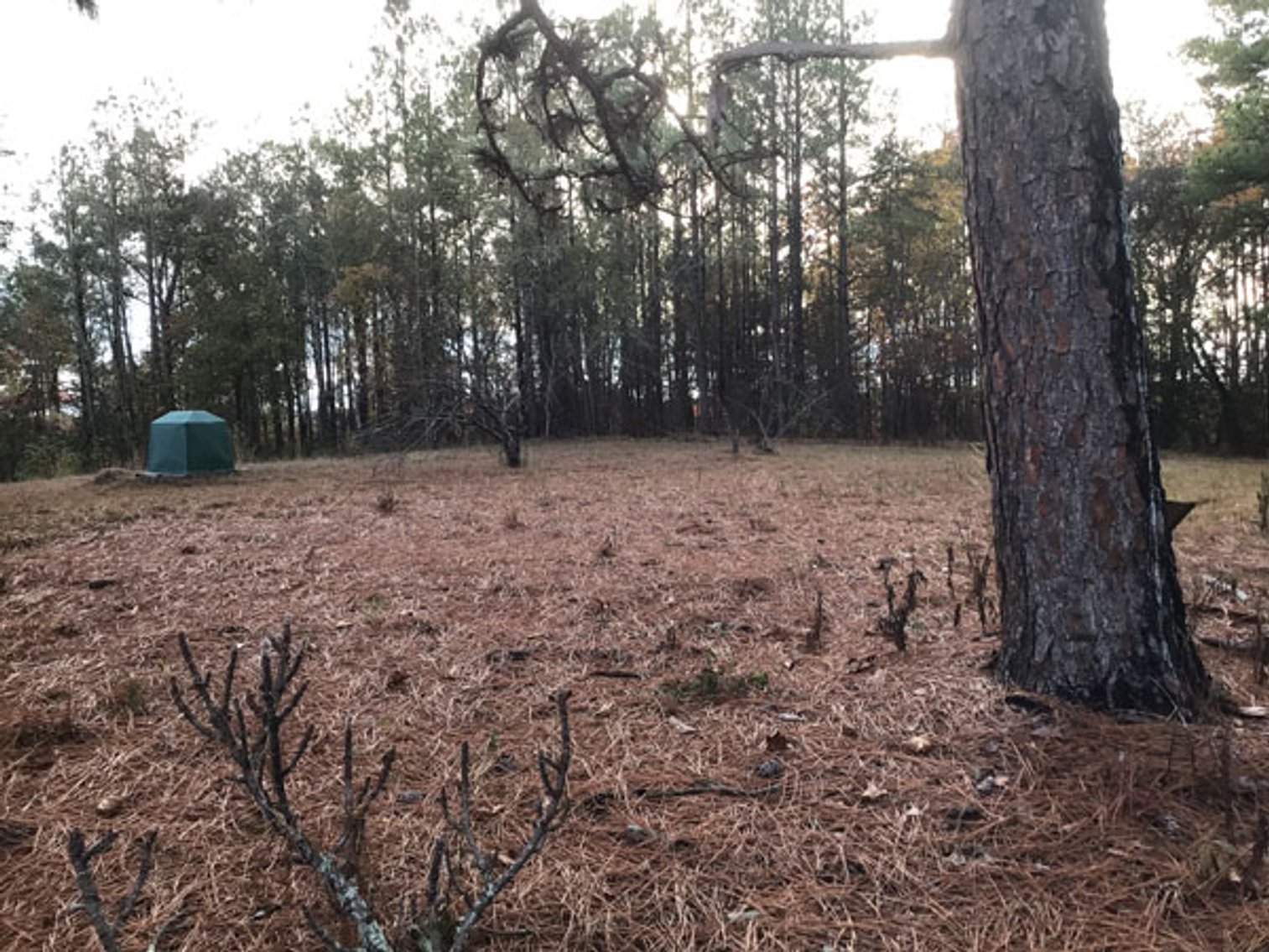 Image for A Brick Ranch Home on nearly 5 acres in Richmond County close to Rockingham, NC.
