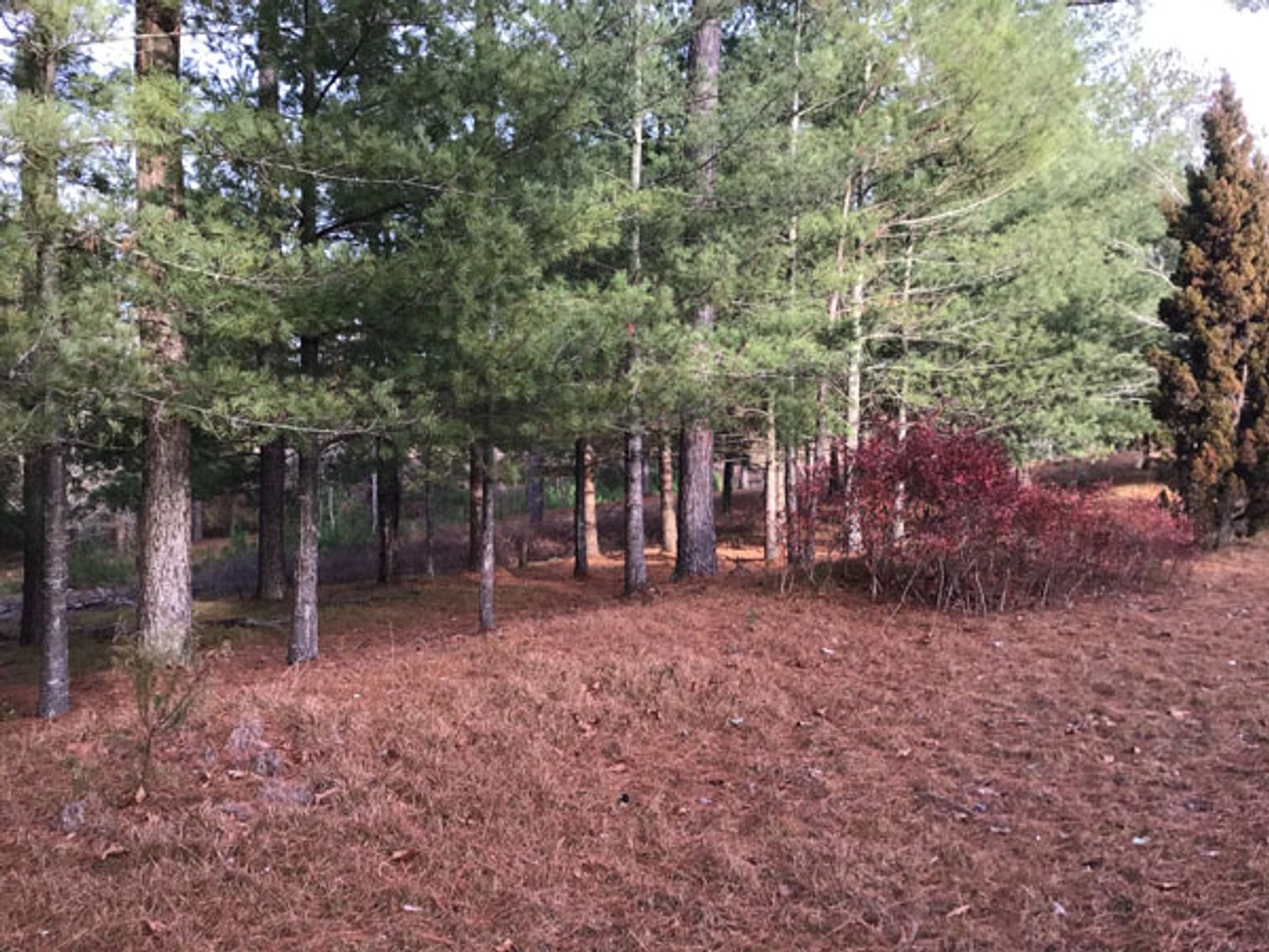 Image for A Brick Ranch Home on nearly 5 acres in Richmond County close to Rockingham, NC.