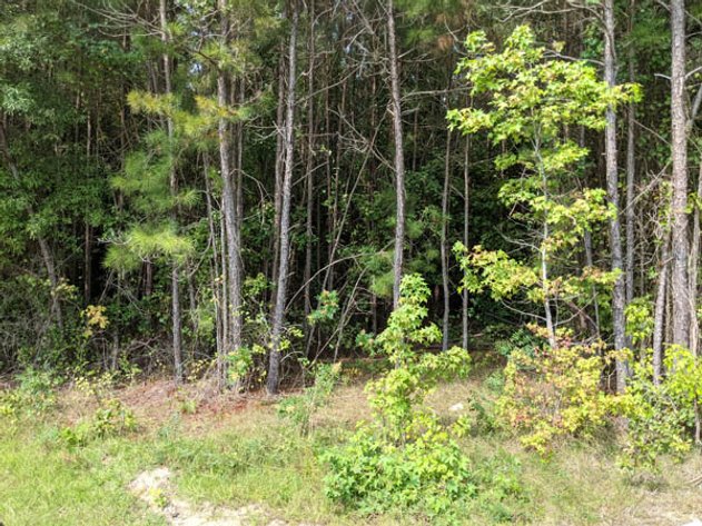 Image for 8+ Acres in Nash County!