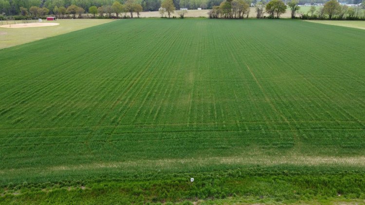 Image for 197 Acres in Harnett County Divided into Multiple Tracts with a Brick Ranch Home!