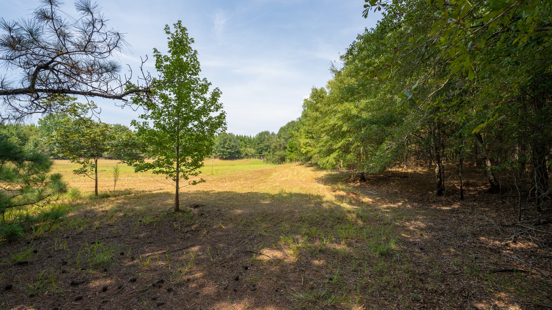 Image for 194+/- Acres - Holloway Place - Macon, Schley, & Sumter Counties, GA