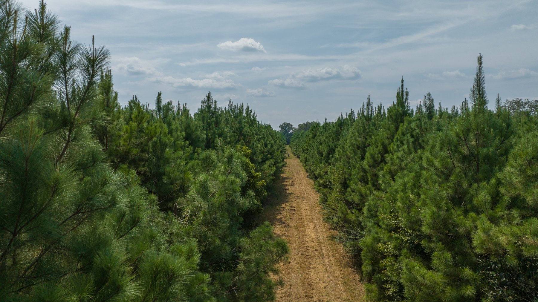 Image for 194+/- Acres - Holloway Place - Macon, Schley, & Sumter Counties, GA