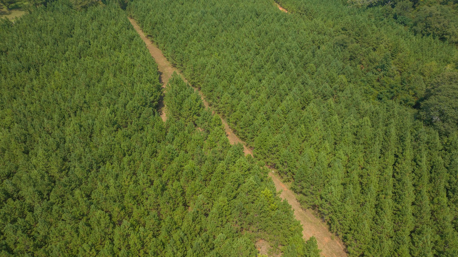 Image for 194+/- Acres - Holloway Place - Macon, Schley, & Sumter Counties, GA