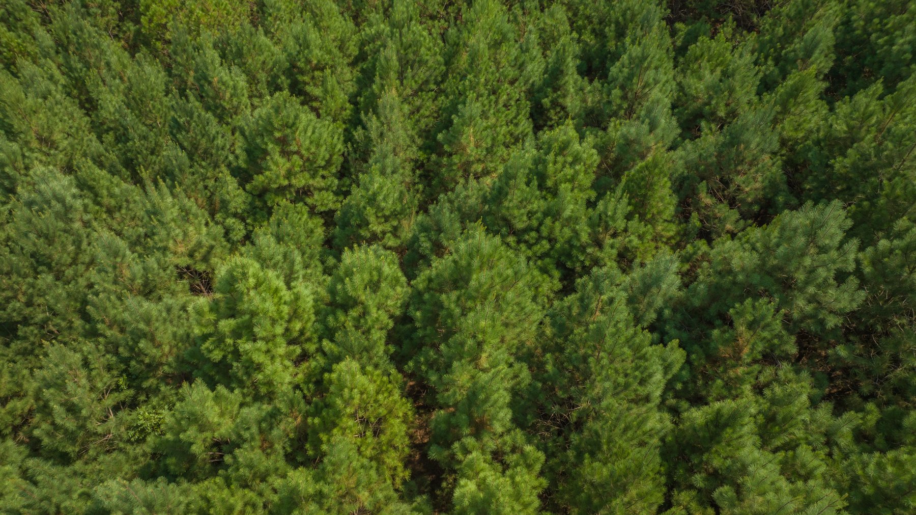 Image for 194+/- Acres - Holloway Place - Macon, Schley, & Sumter Counties, GA