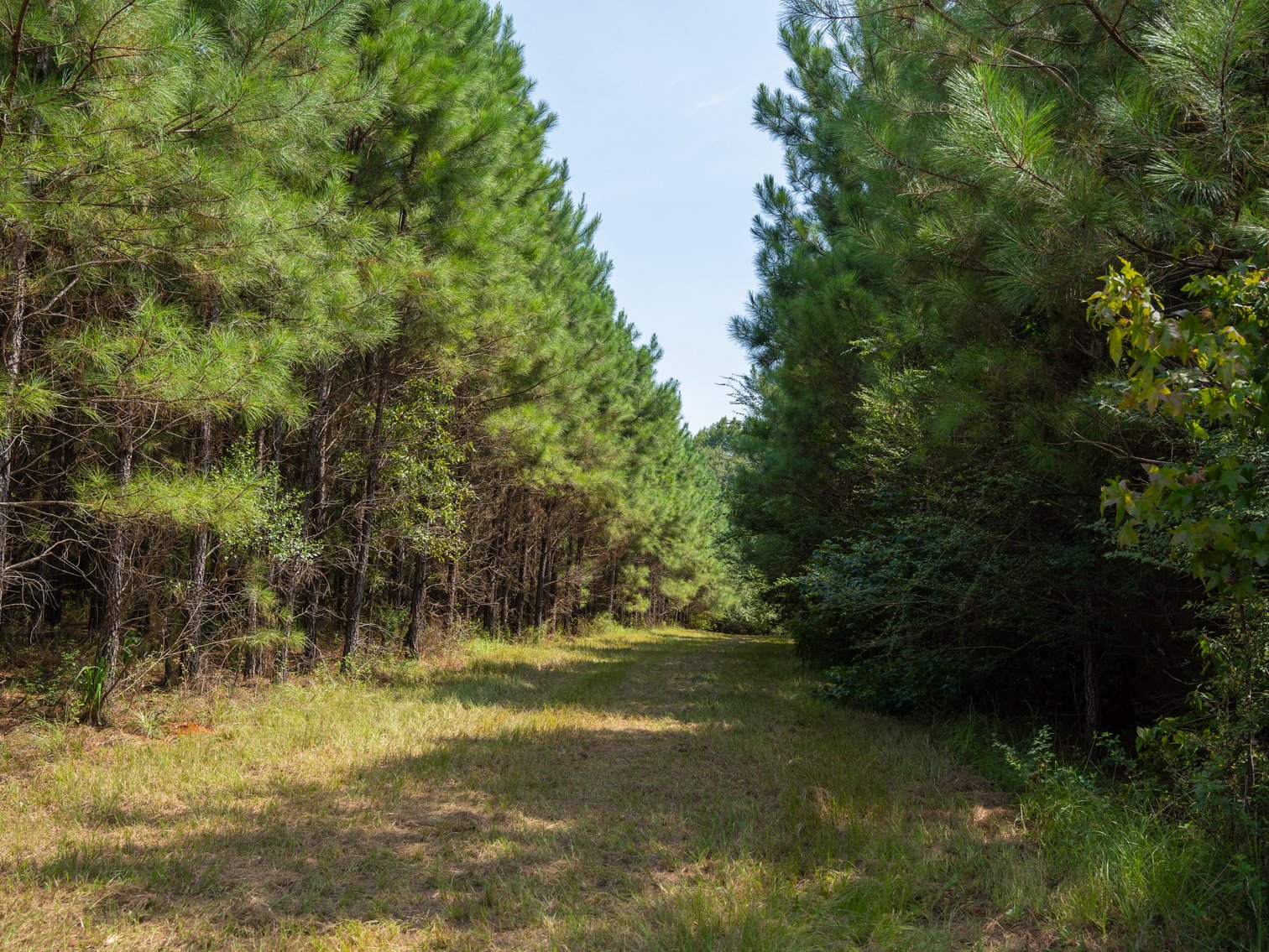 Image for 194+/- Acres - Holloway Place - Macon, Schley, & Sumter Counties, GA