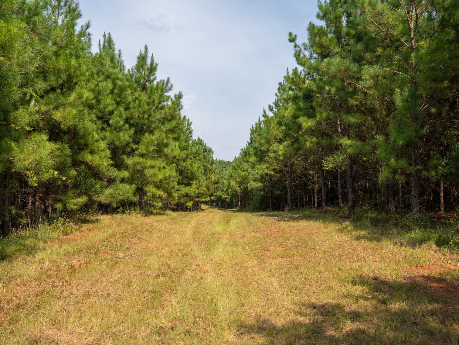 Image for 194+/- Acres - Holloway Place - Macon, Schley, & Sumter Counties, GA