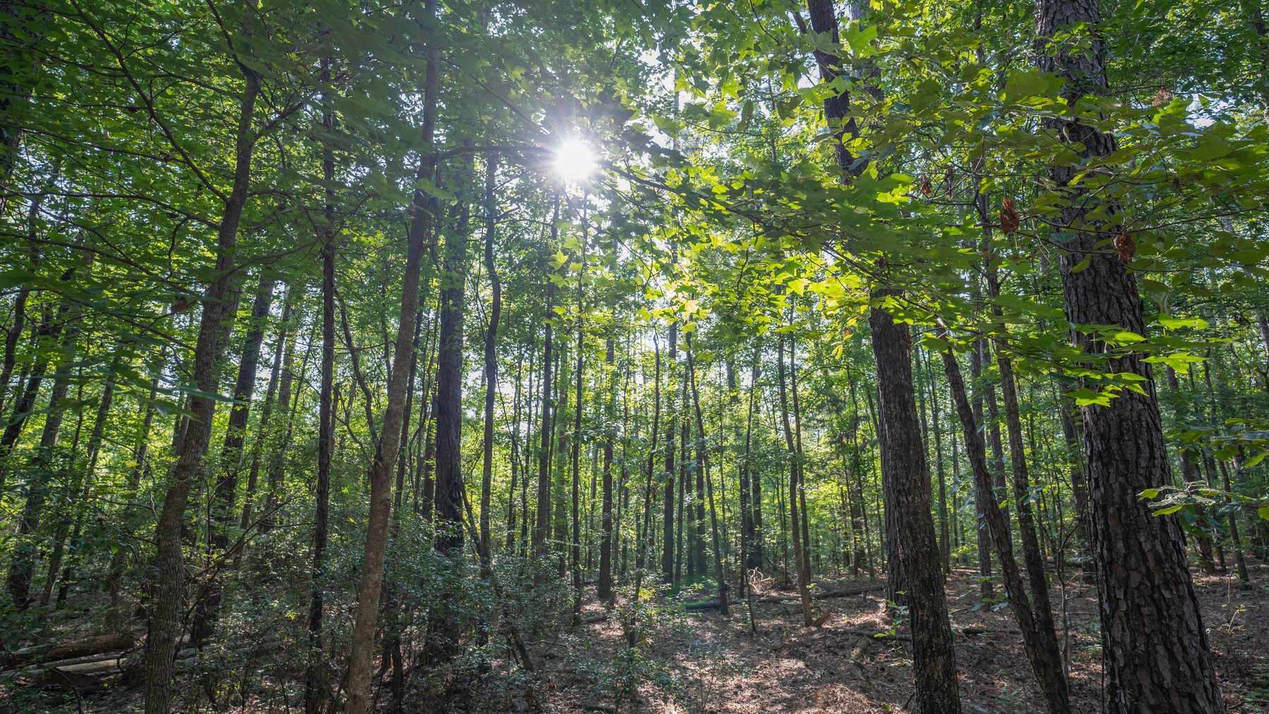 Image for 136+/- Acres - Shipp Place - Macon County, GA