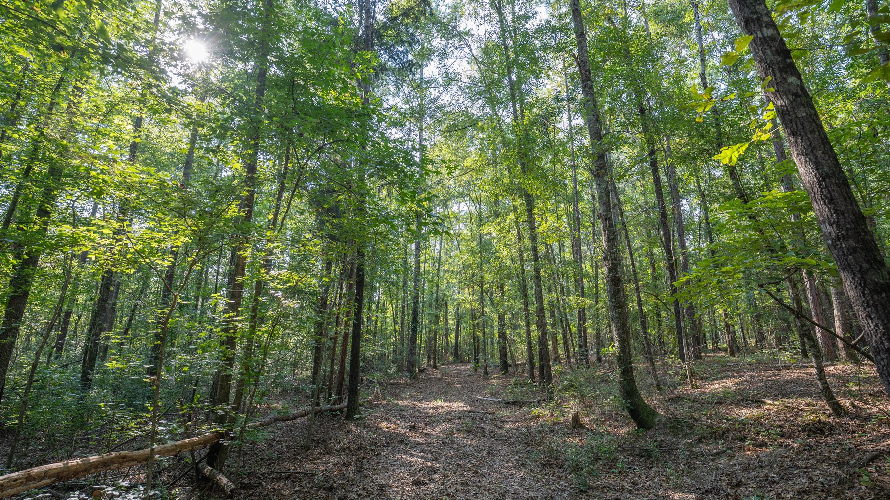 Image for 136+/- Acres - Shipp Place - Macon County, GA