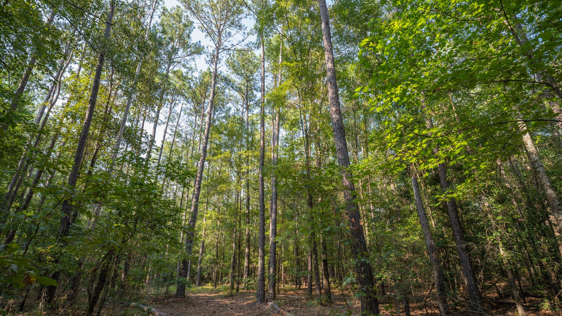 Image for 136+/- Acres - Shipp Place - Macon County, GA