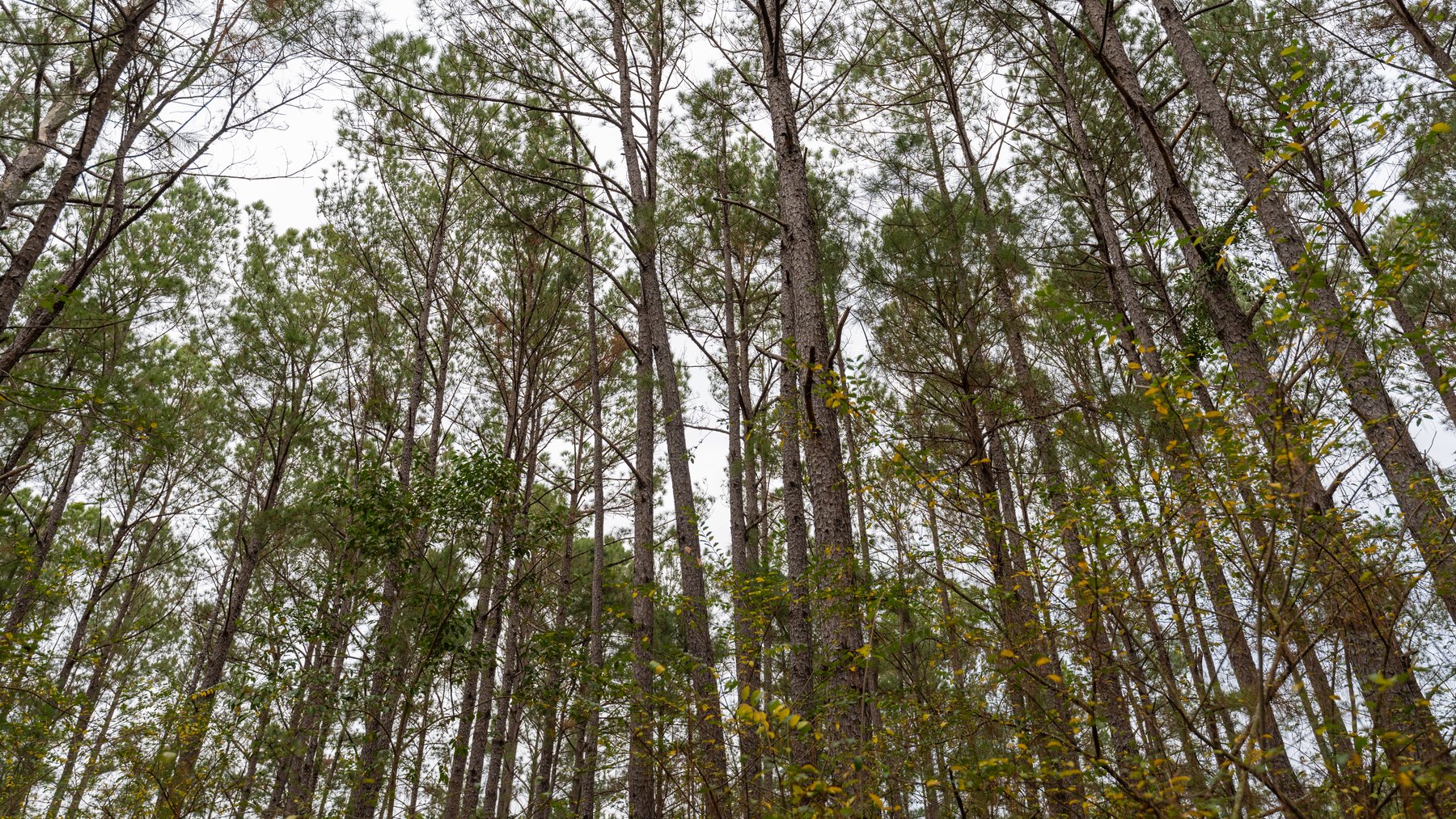 Image for Prime Investment Opportunity - 6.36+/- Acre Multi-Use Commercial Property