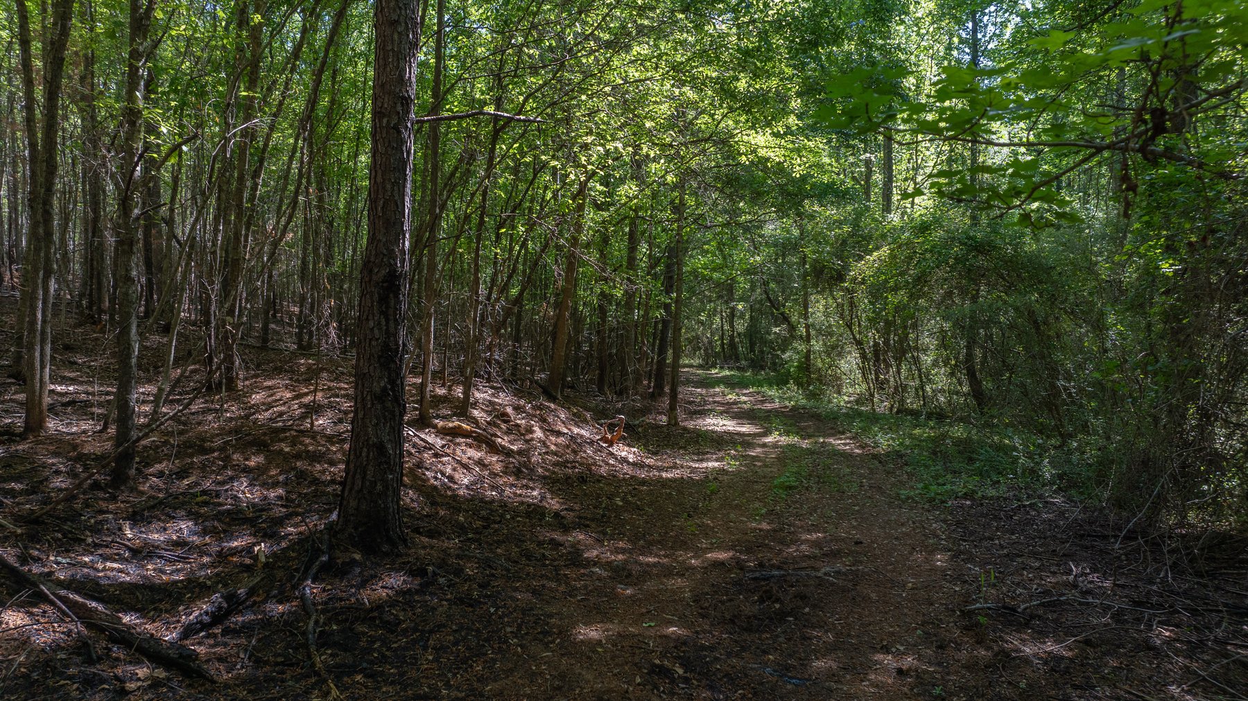 Image for Tobler Creek Place - 107.55 +/- Total Acres - Pristine Recreational Acreage w/ Homesite Potential