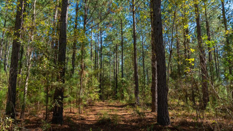 Image for 95+/- Acres - Musgrove Estate - Planted Pine Timber Investment - Sportsman's Paradise