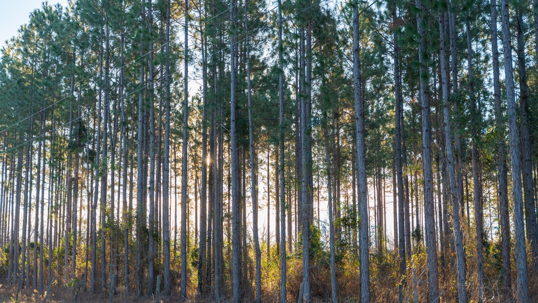 Image for RESERVE HAS BEEN MET! 40.1 +/- Acres - Pleasant Grove Pines (2) Potential Homesites w/ Recreational Acreage
