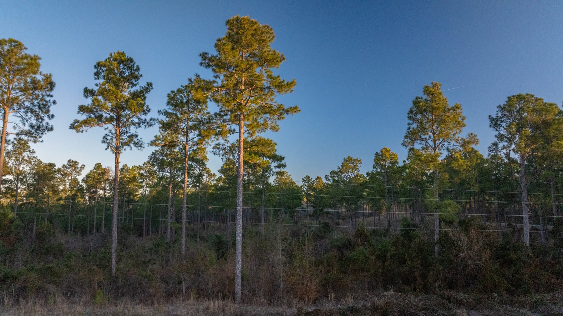 Image for RESERVE HAS BEEN MET! 40.1 +/- Acres - Pleasant Grove Pines (2) Potential Homesites w/ Recreational Acreage