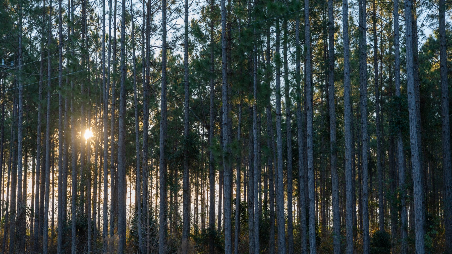 Image for RESERVE HAS BEEN MET! 40.1 +/- Acres - Pleasant Grove Pines (2) Potential Homesites w/ Recreational Acreage