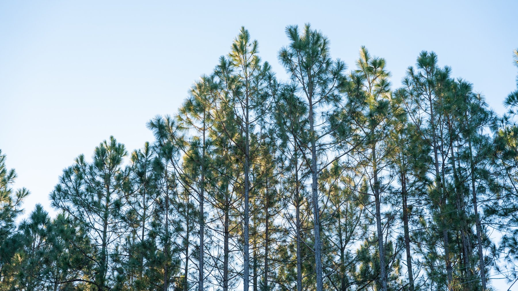 Image for RESERVE HAS BEEN MET! 40.1 +/- Acres - Pleasant Grove Pines (2) Potential Homesites w/ Recreational Acreage