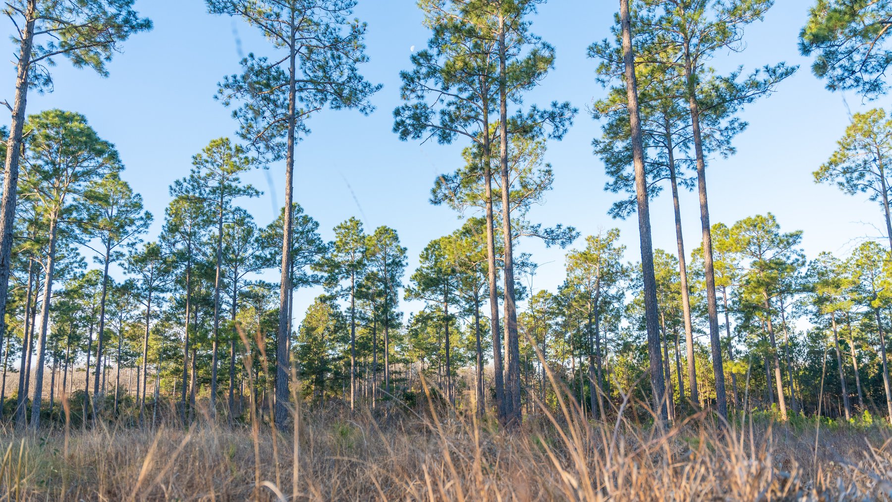 Image for RESERVE HAS BEEN MET! 40.1 +/- Acres - Pleasant Grove Pines (2) Potential Homesites w/ Recreational Acreage