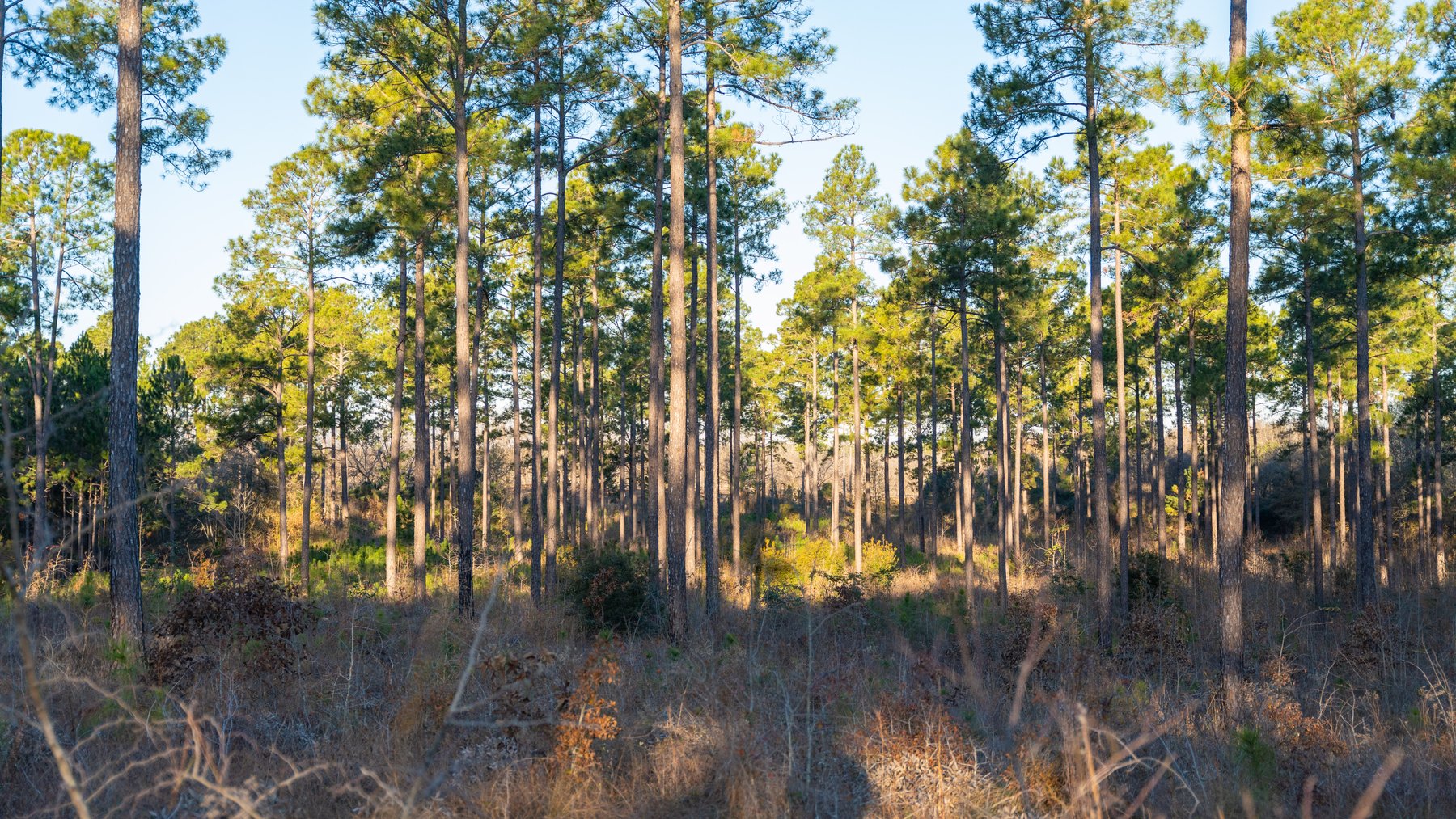 Image for RESERVE HAS BEEN MET! 40.1 +/- Acres - Pleasant Grove Pines (2) Potential Homesites w/ Recreational Acreage