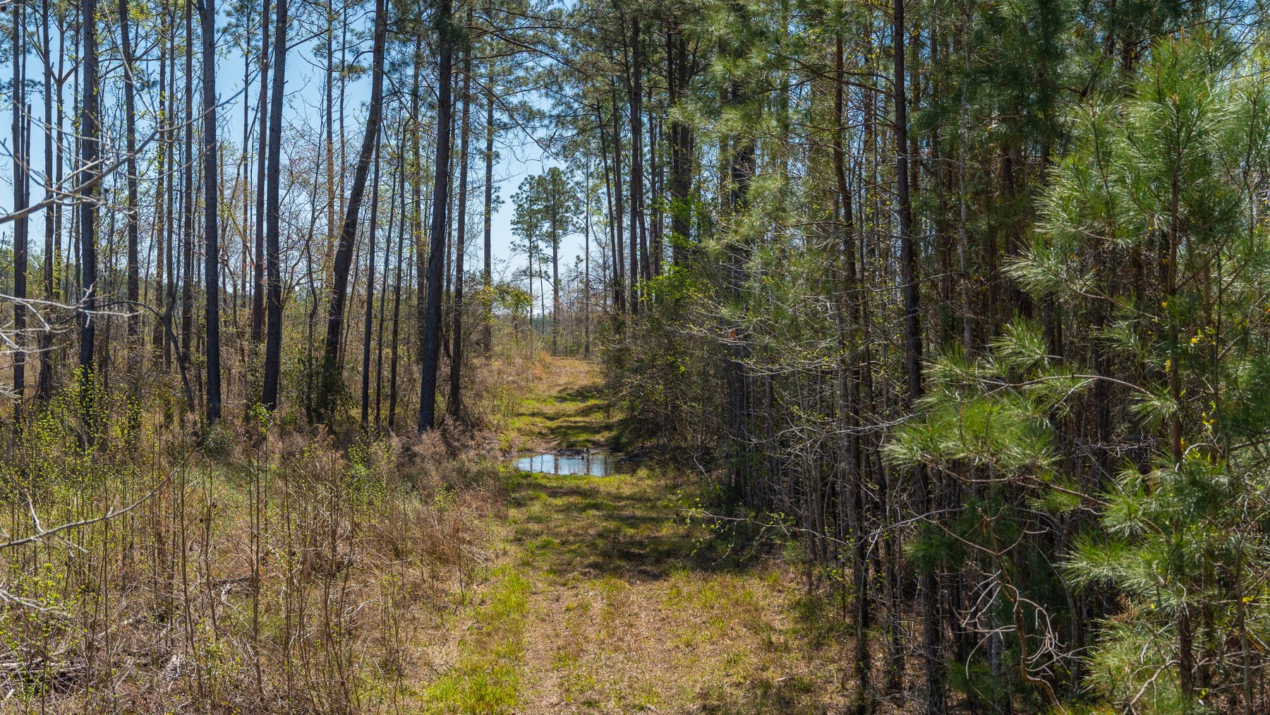 Image for The Sugar Creek Tract - Premier Hunting & Investment Opportunity - 252+/- Acres in Dodge County, Georgia