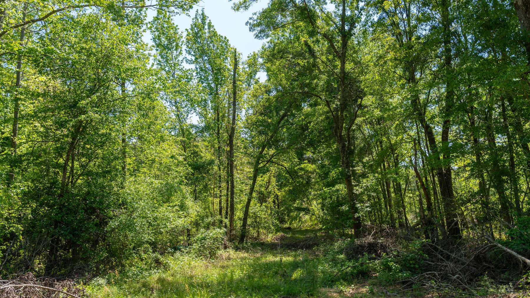 Image for 165+/- Acres - Exceptional Hunting Tract - Timber Investment Opportunity - Williamson Swamp Creek Frontage