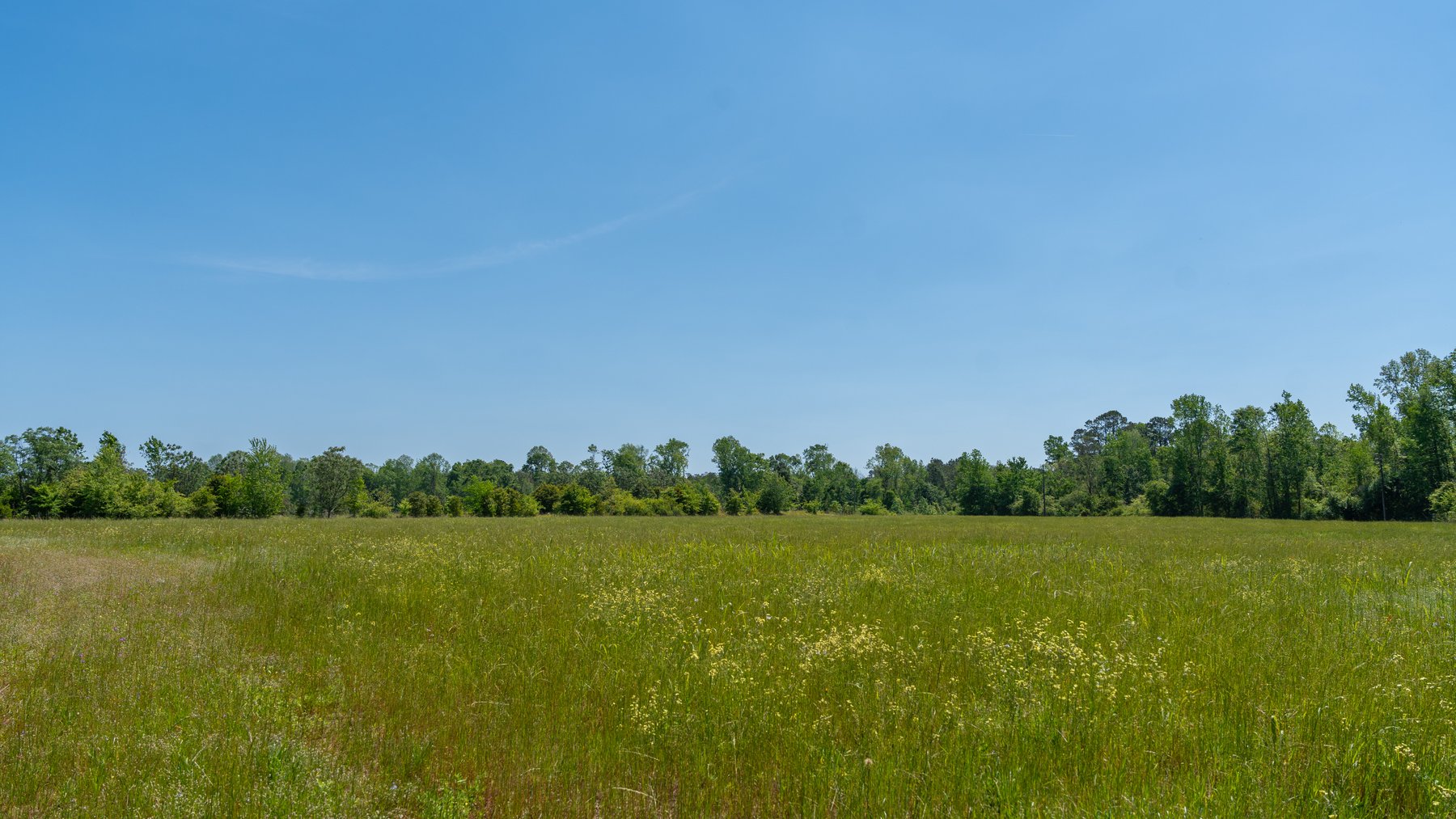 Image for 165+/- Acres - Exceptional Hunting Tract - Timber Investment Opportunity - Williamson Swamp Creek Frontage