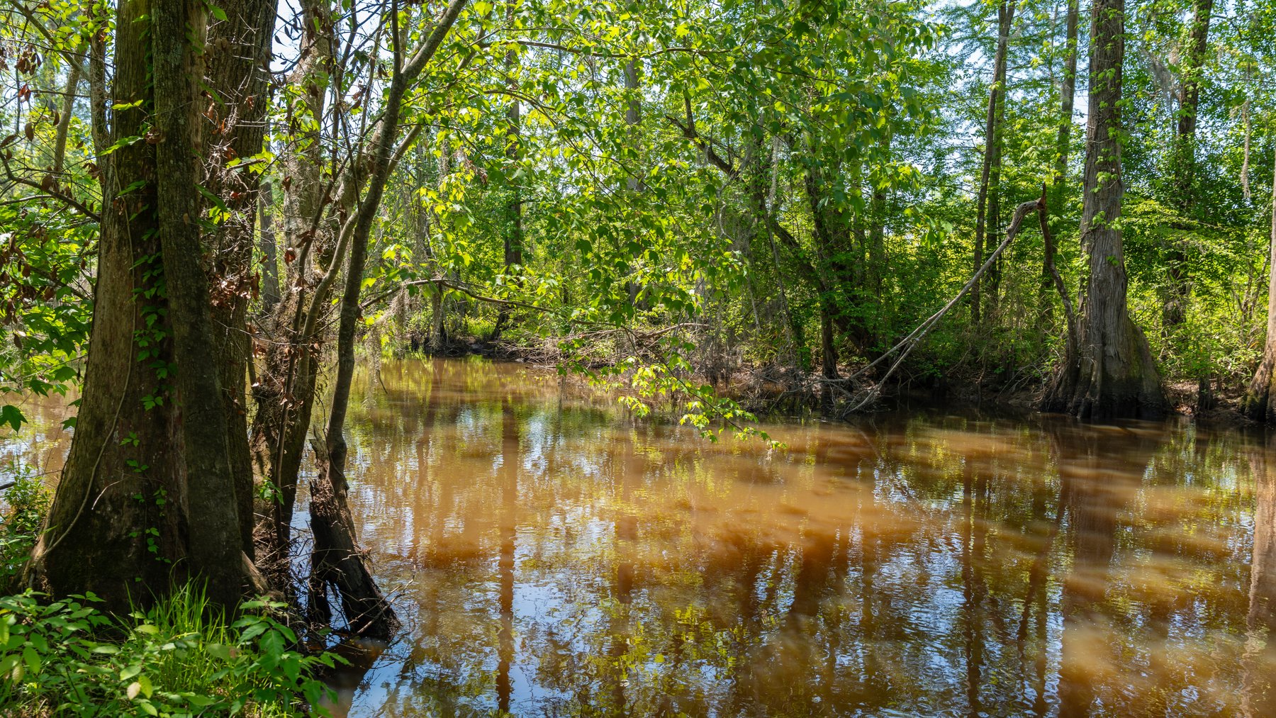 Image for 165+/- Acres - Exceptional Hunting Tract - Timber Investment Opportunity - Williamson Swamp Creek Frontage