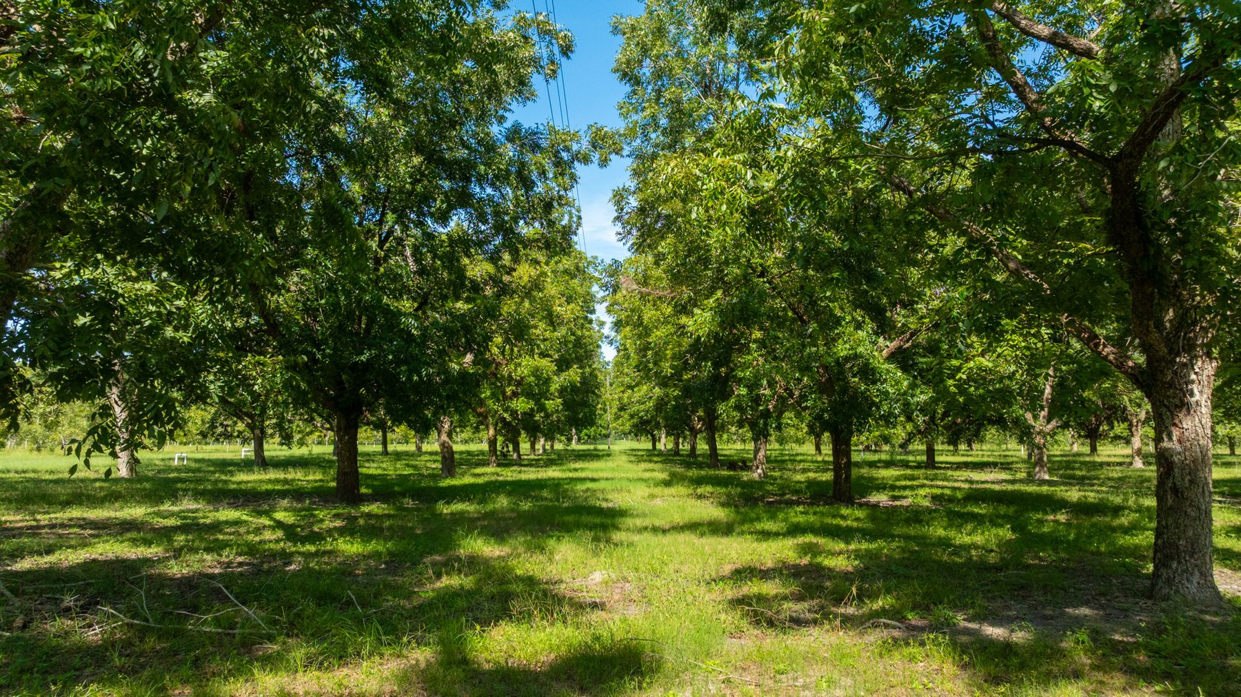 Image for 235± Acres – Woodard Orchard - Irrigated Pecan Orchard with Pond,  Homes, Buildings & Improvements - Prime Development Potential