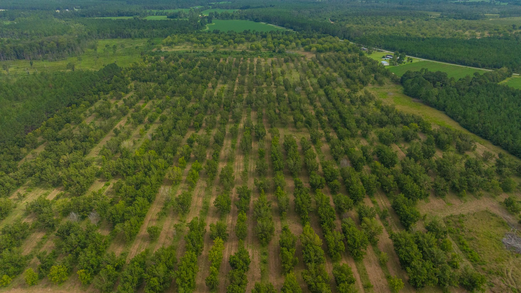 Image for 97± Acres - New Watson Orchard - Irrigated Pecan Orchard with Strong Varieties - Mini-Farm & Homesite Potential