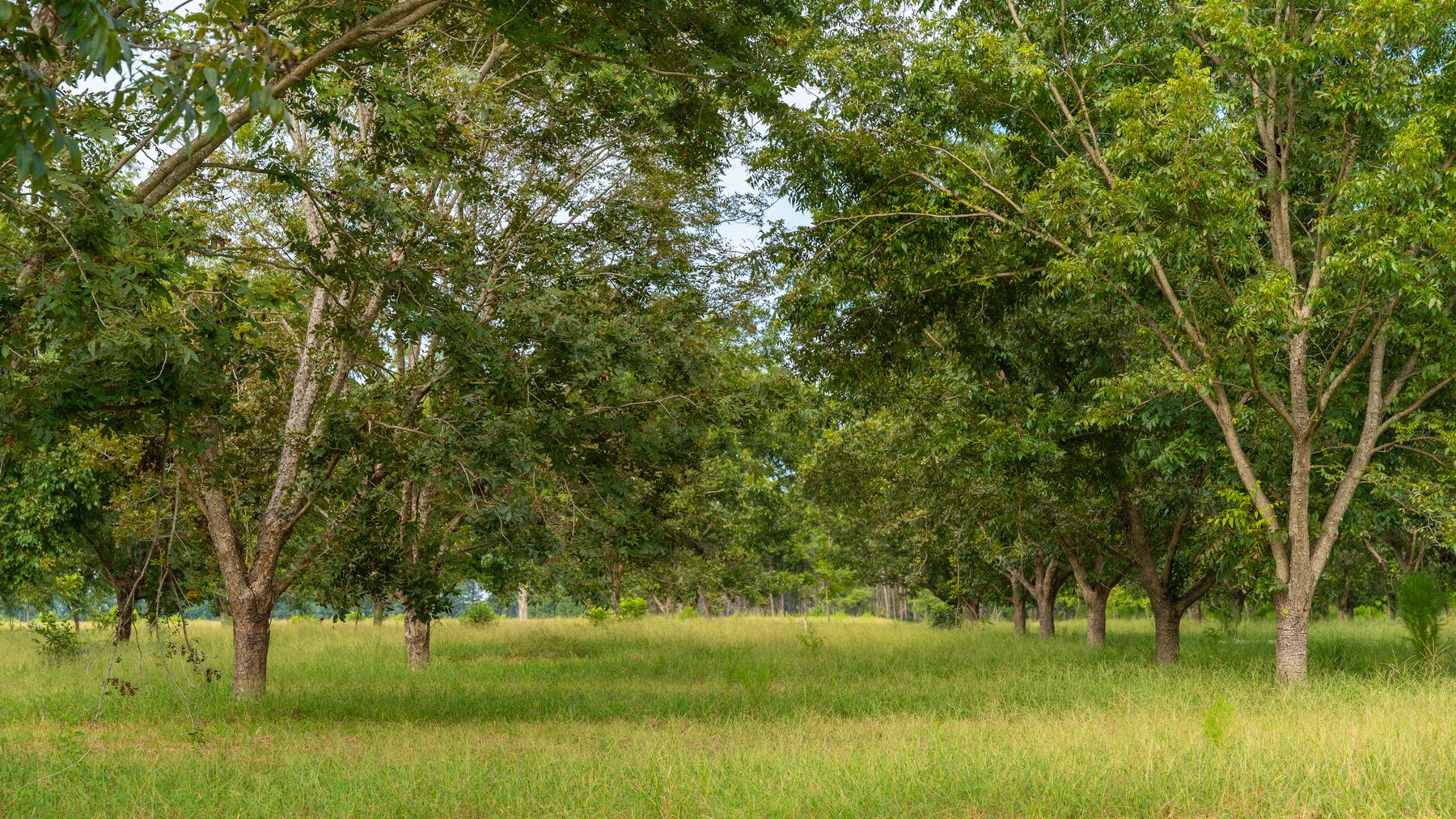 Image for 97± Acres - New Watson Orchard - Irrigated Pecan Orchard with Strong Varieties - Mini-Farm & Homesite Potential