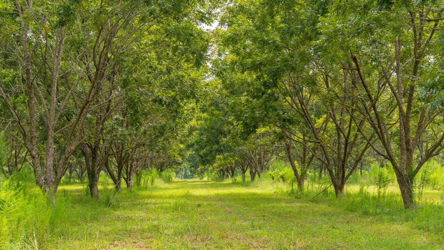Image for 97± Acres - New Watson Orchard - Irrigated Pecan Orchard with Strong Varieties - Mini-Farm & Homesite Potential