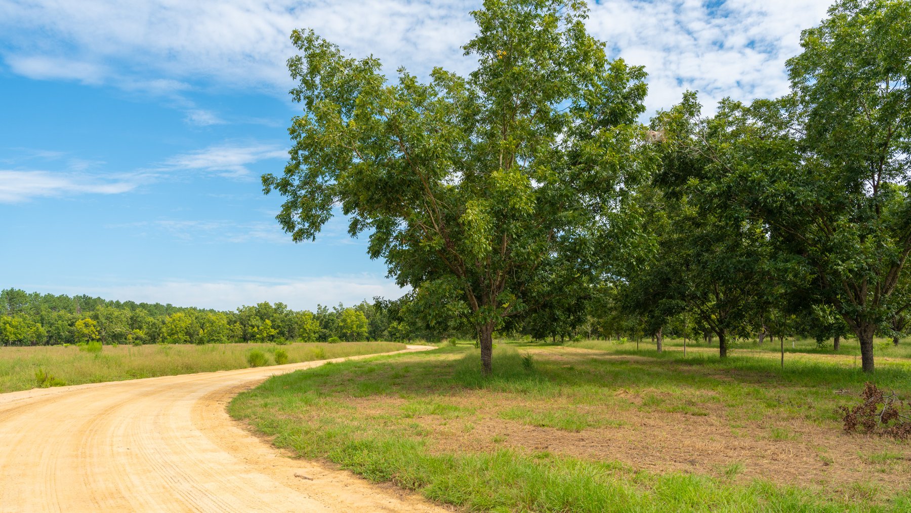 Image for 97± Acres - New Watson Orchard - Irrigated Pecan Orchard with Strong Varieties - Mini-Farm & Homesite Potential