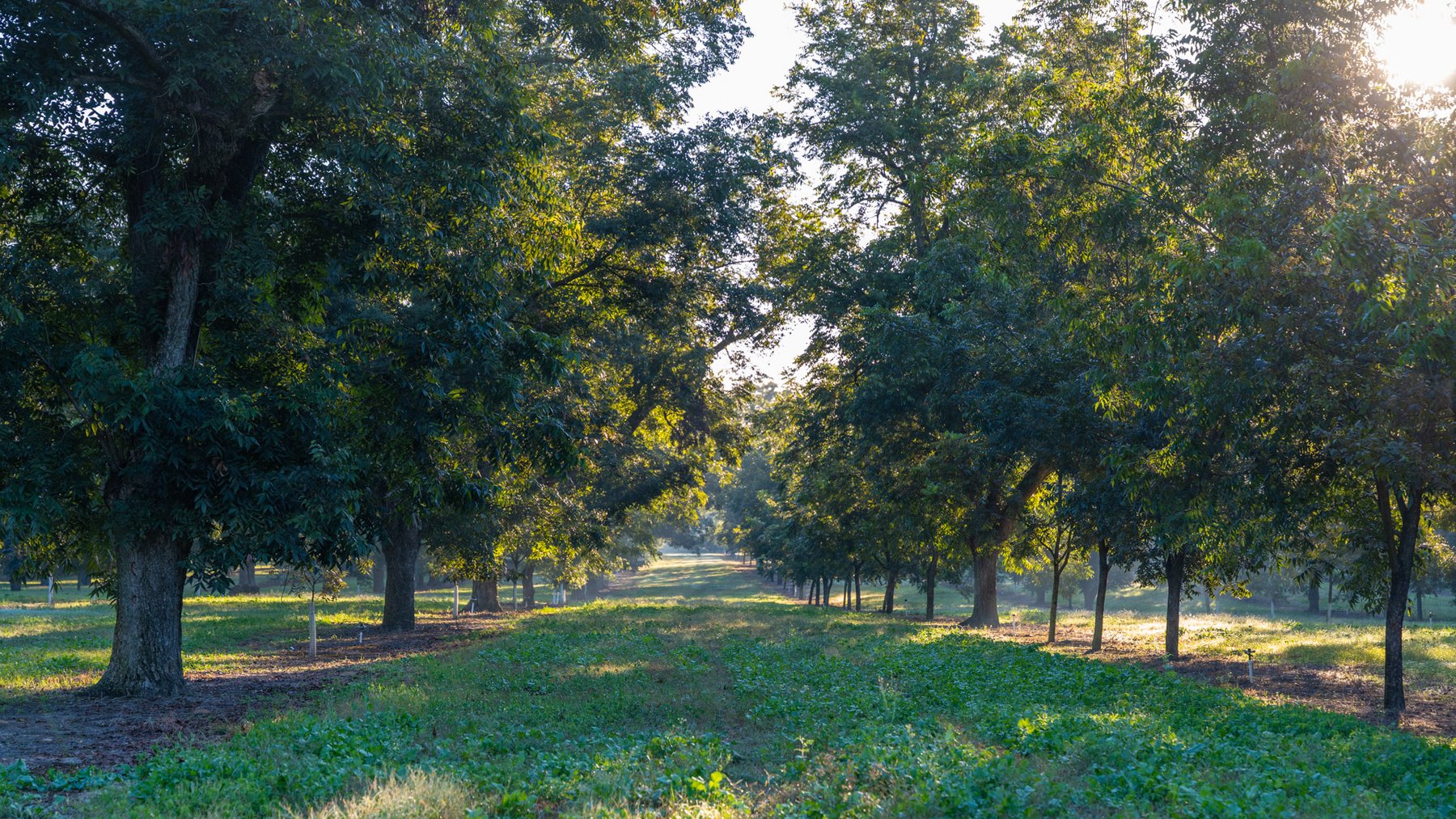 Image for 518+/- Acres - LKC Groves - Turn-Key Pecan Operation - Prime Development Potential - Offered Divided & As A Whole