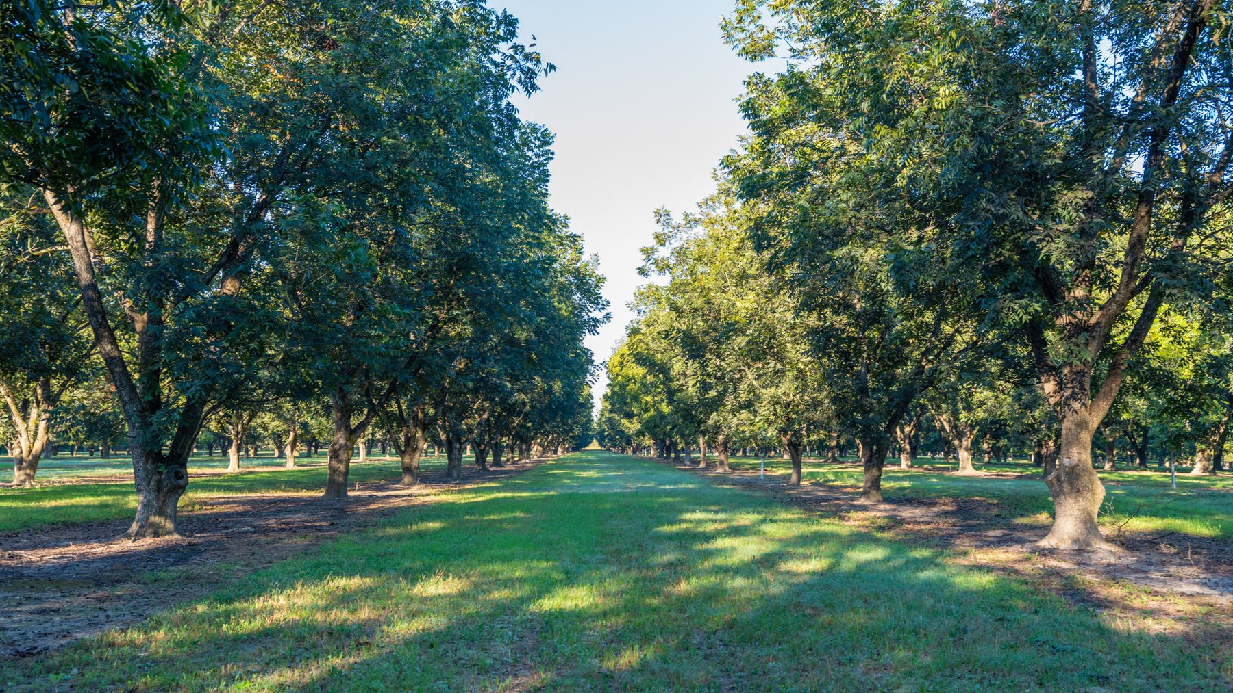 Image for 518+/- Acres - LKC Groves - Turn-Key Pecan Operation - Prime Development Potential - Offered Divided & As A Whole