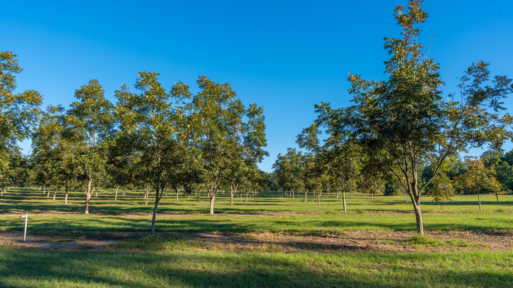 Image for 518+/- Acres - LKC Groves - Turn-Key Pecan Operation - Prime Development Potential - Offered Divided & As A Whole
