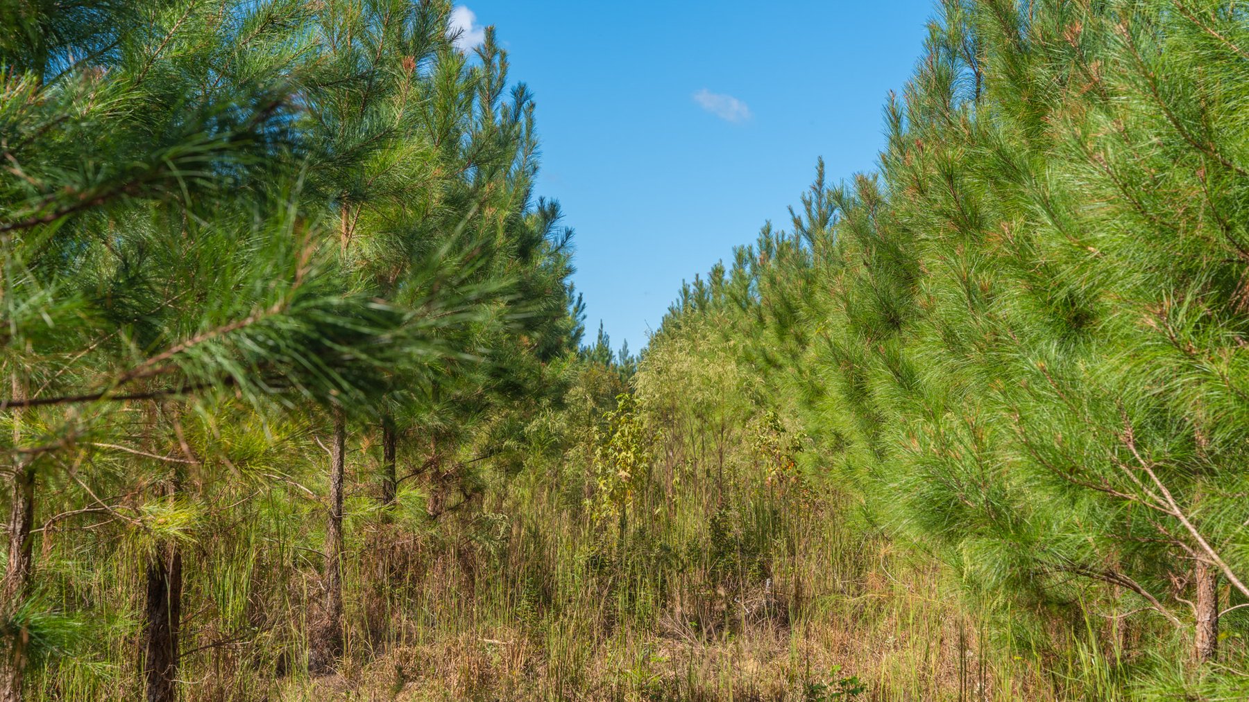 Image for Simpson 154 Land Auction - 154+/- Total Acres - 3 Tracts - Planted Pines & Premium Hunting - Offered Divided & As A Whole