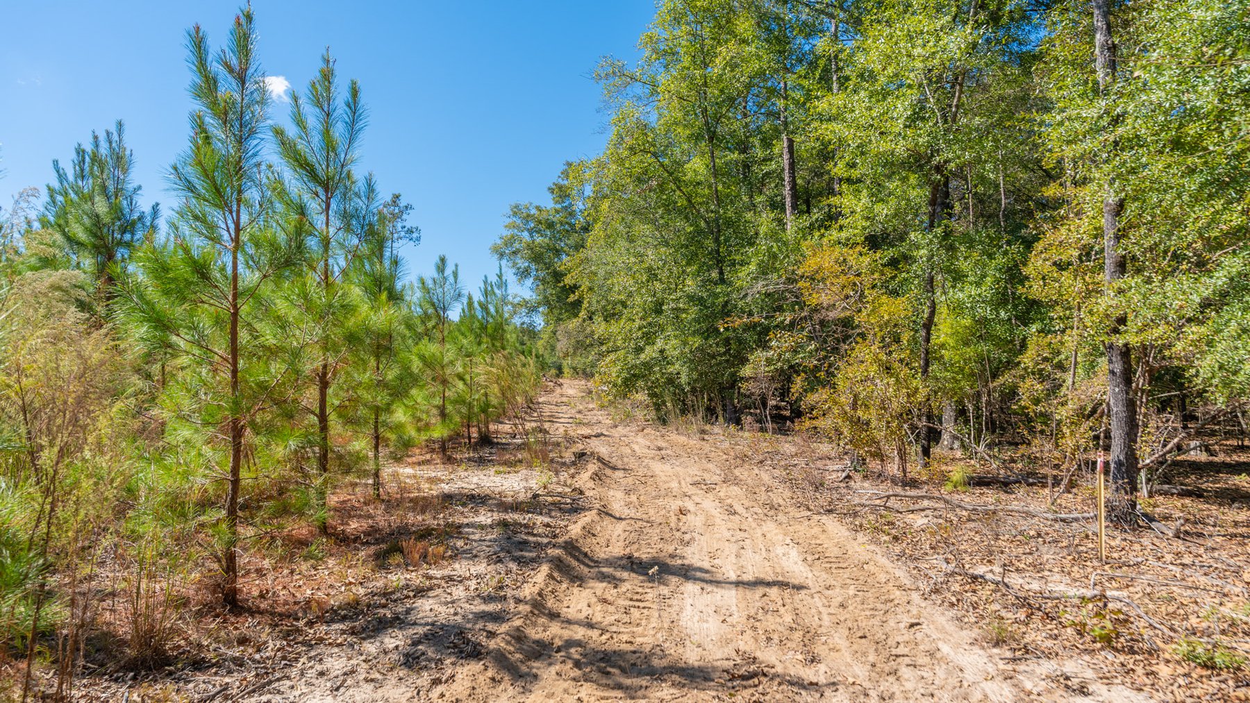 Image for Simpson 154 Land Auction - 154+/- Total Acres - 3 Tracts - Planted Pines & Premium Hunting - Offered Divided & As A Whole