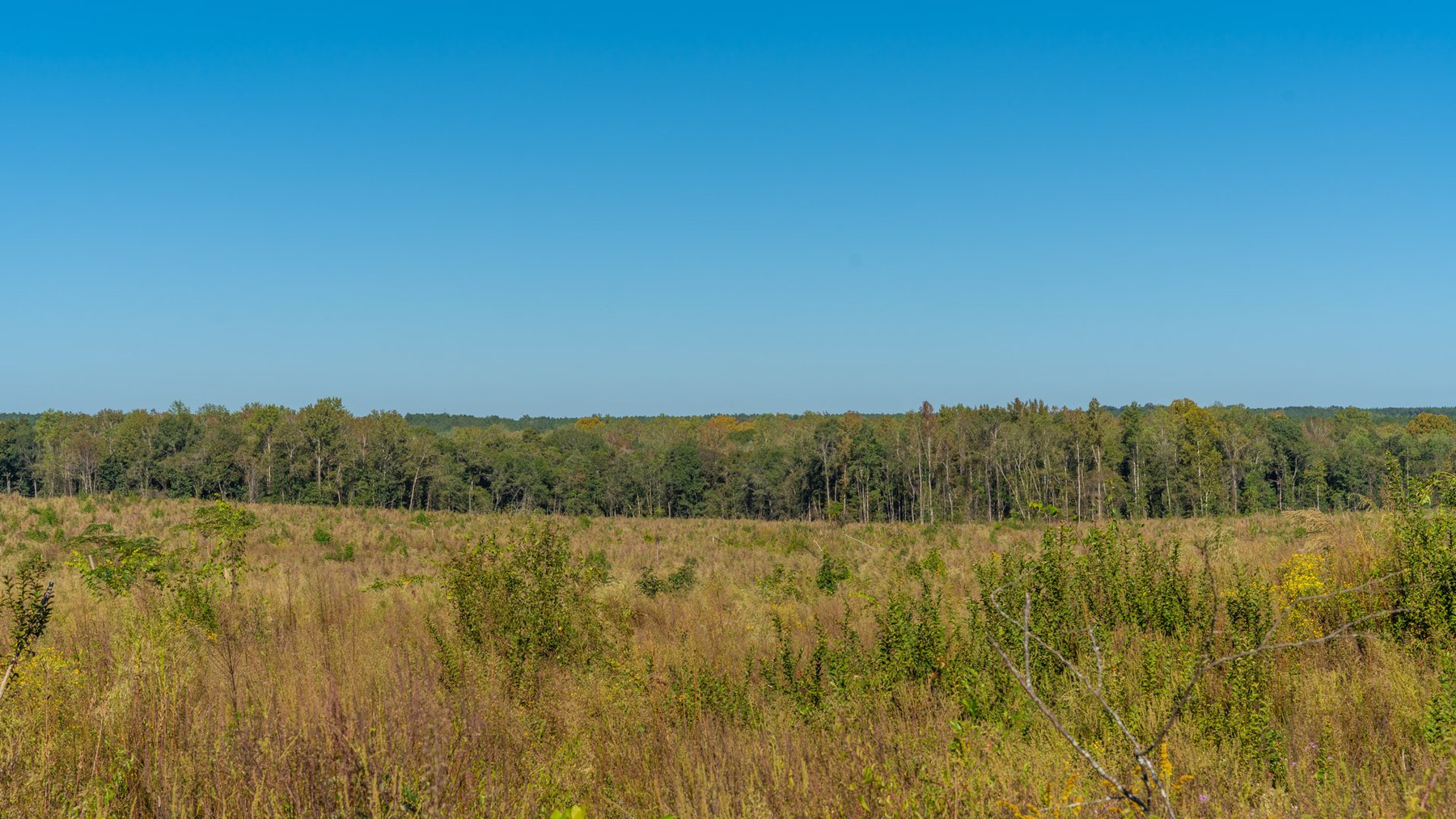 Image for Spann 150 Land Auction - 150+/- Acres - 4 Tracts - Sportsman's Paradise - Choctahatchee Creek Frontage - Offered Divided & As A Whole