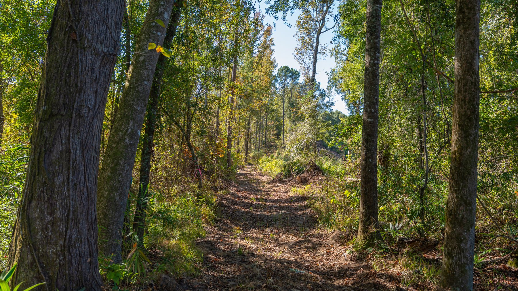 Image for Spann 150 Land Auction - 150+/- Acres - 4 Tracts - Sportsman's Paradise - Choctahatchee Creek Frontage - Offered Divided & As A Whole