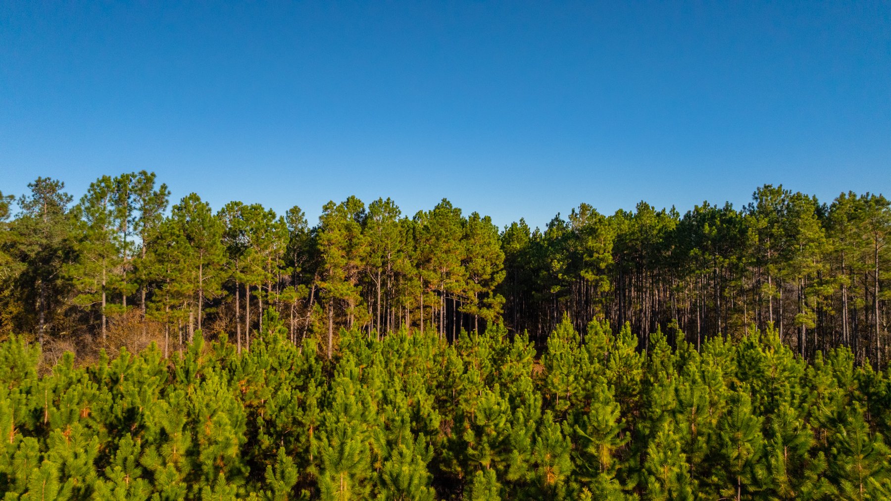 Image for 294+/- Acres – Hester Farm - Exceptional Hunting Opportunity - Versatile Farmland, Timber, & Ponds Offered Divided & as a Whole
