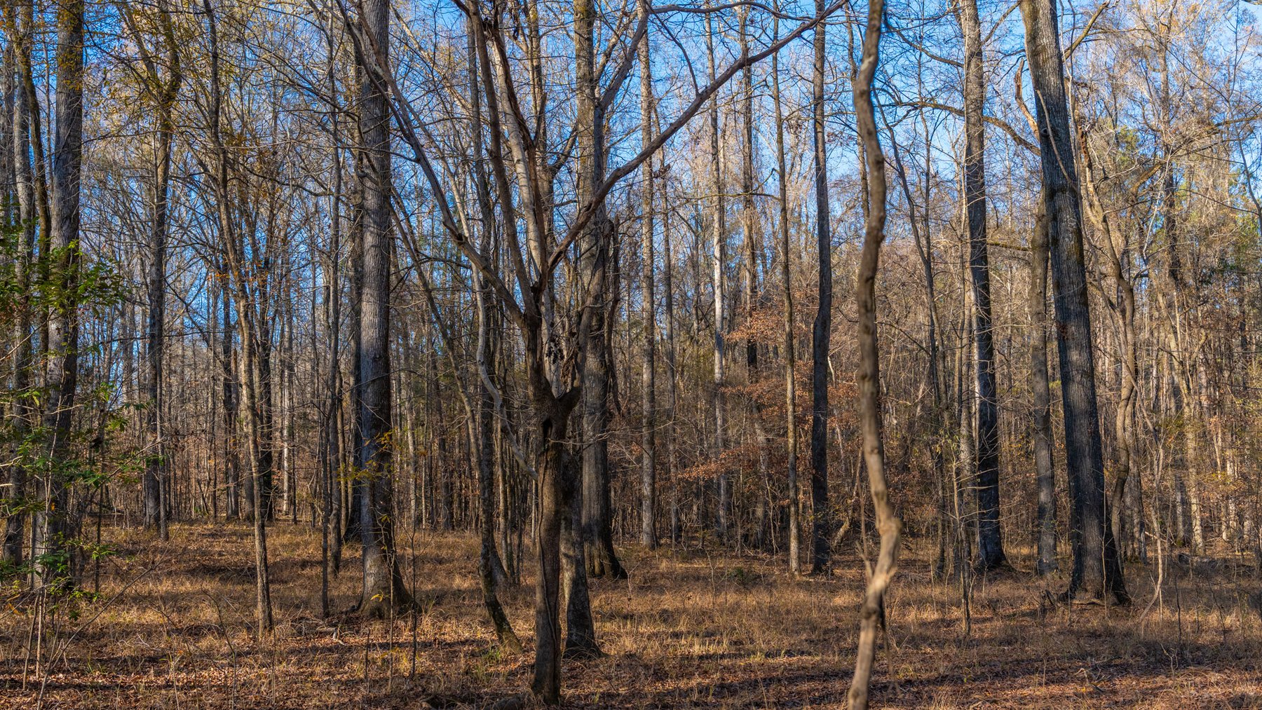 Image for Margaret Kenworthy Estate - 199+/- Total Acres - 1,760 SF Southern Charm Home - Planted Pine, Hardwoods & Pond - Echeconnee Creek Frontage