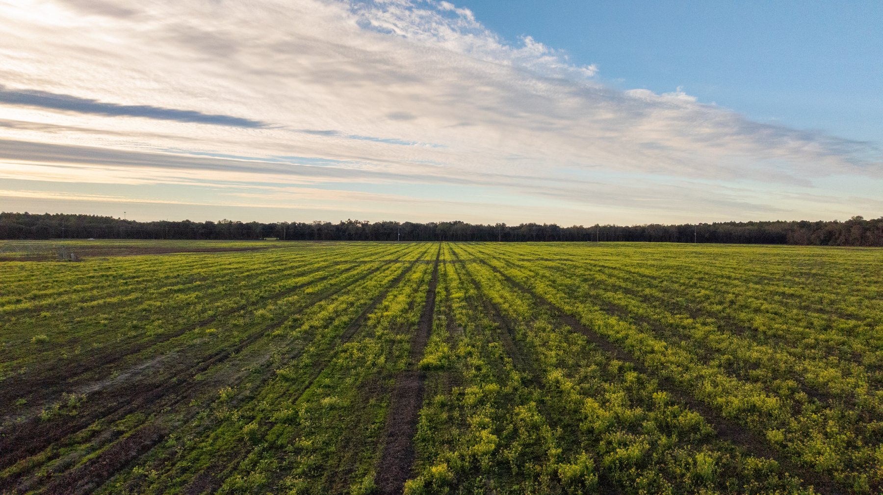 Image for The Cochran Farm - 328+/- Total Acres - Irrigated Row Crop Farm - Beautiful Pine & Hardwoods
