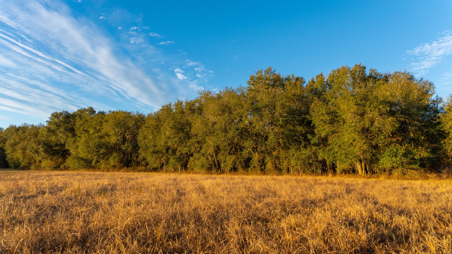 Image for The Cochran Farm - 328+/- Total Acres - Irrigated Row Crop Farm - Beautiful Pine & Hardwoods