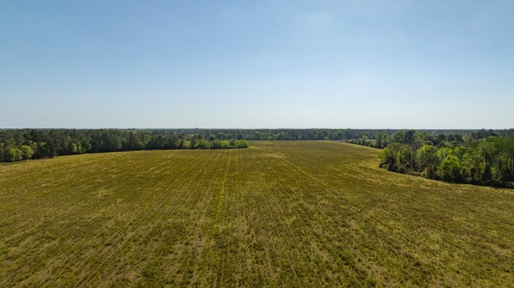 Image for Reynolds Tract - Tison Estate - 92.37± Total Acres - Premium Row Crop Farmland - Mixed Hardwoods - Located in Big Buck Country