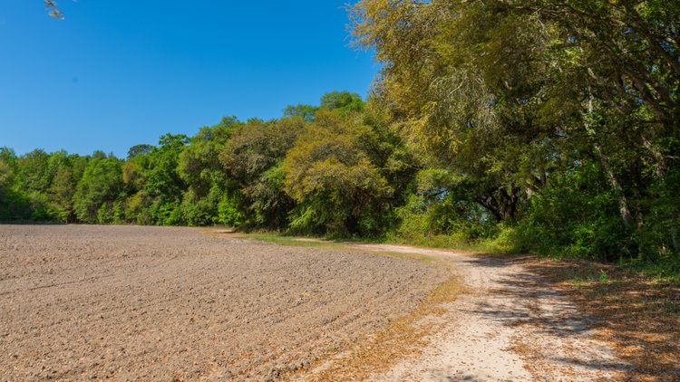 Image for Bells Tract - Tison Estate - 10.5± Total Acres - Excellent Homesite - Located in Big Buck Country - Crop Land & Mixed Hardwoods