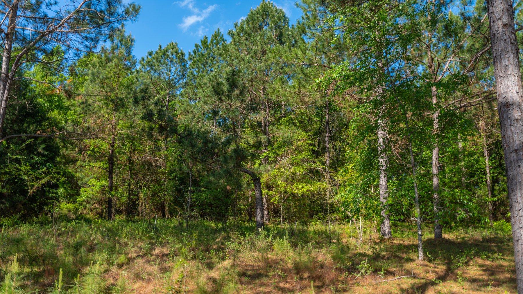 Image for Bells Tract - Tison Estate - 10.5± Total Acres - Excellent Homesite - Located in Big Buck Country - Crop Land & Mixed Hardwoods