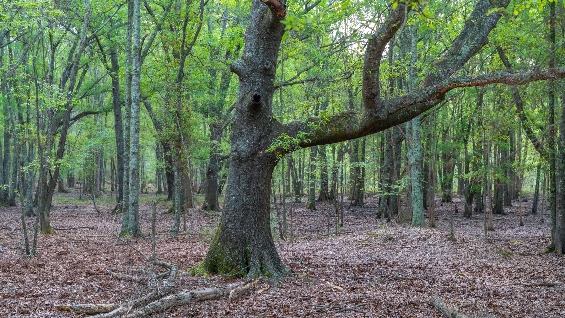 Image for Gregory Tract - Tison Estate - 333±  Total Acres - Premium Recreational Tract w/ Row Crop Farmland - Borders Aultman Forest - Offered in Two Tracts