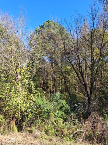 Image for Talladega, AL: 2 Parcels Totaling 63± Acres with 12 Surveyed Lots (Talladega County)