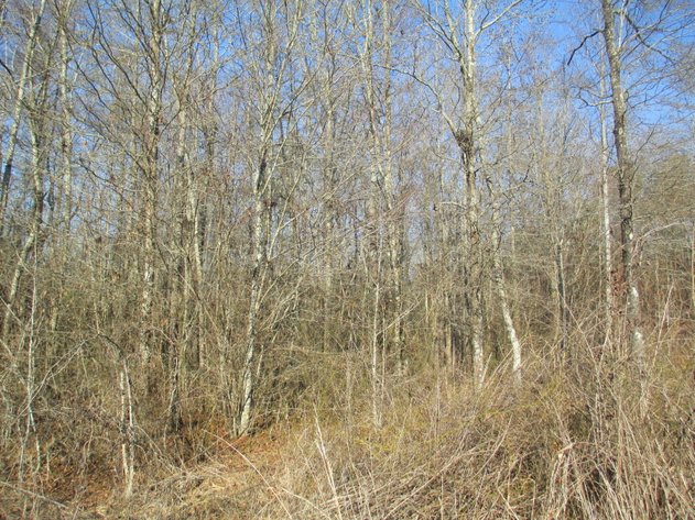 Image for Talladega, AL: 2 Parcels Totaling 63± Acres with 12 Surveyed Lots (Talladega County)